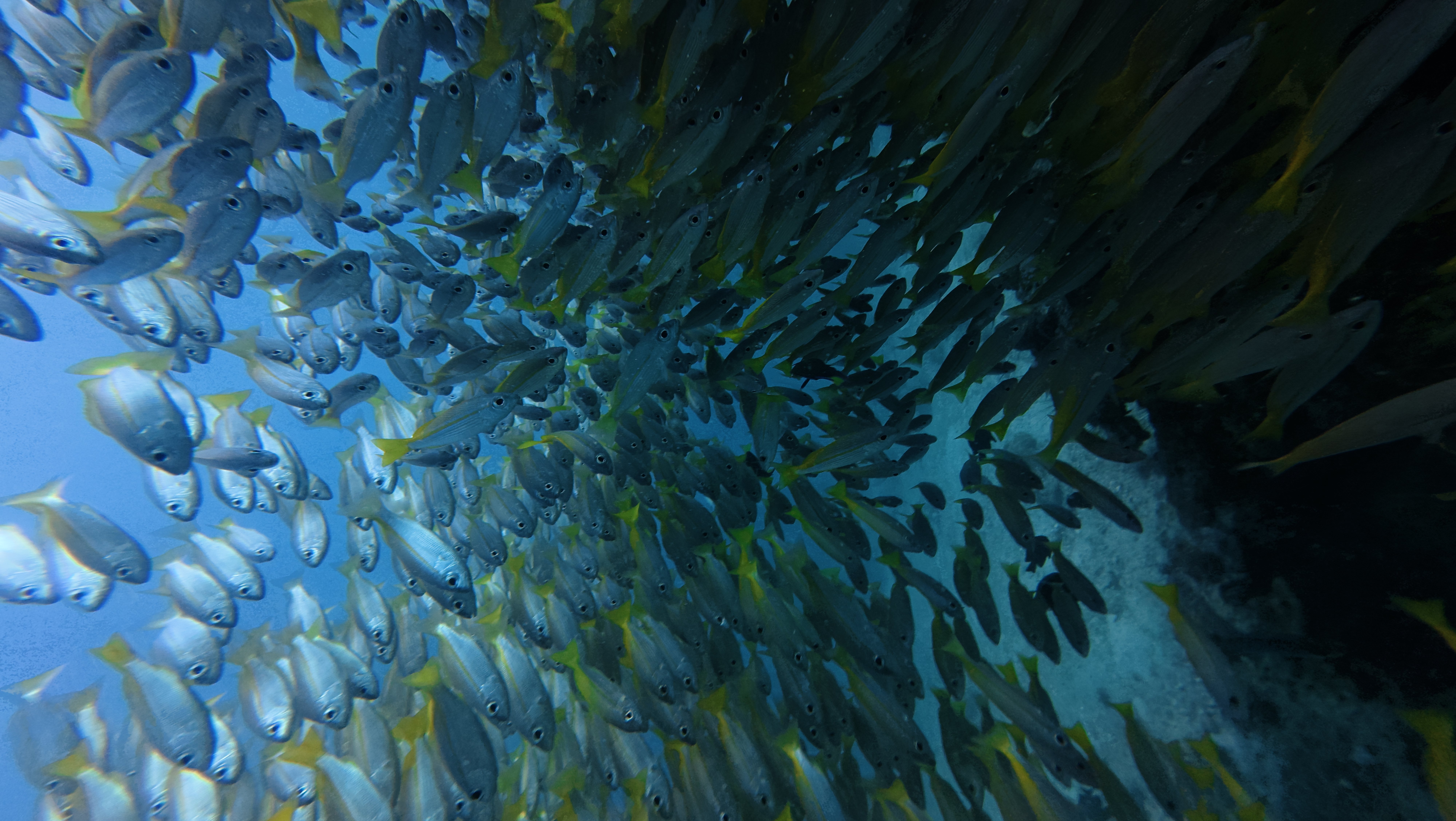 Fish in Phi Phi, Phuket